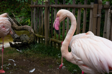 group of flamingos in the zoo