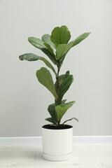 Fiddle Fig or Ficus Lyrata plant with green leaves near light grey wall indoors