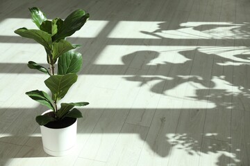 Fiddle Fig or Ficus Lyrata plant with green leaves indoors. Space for text