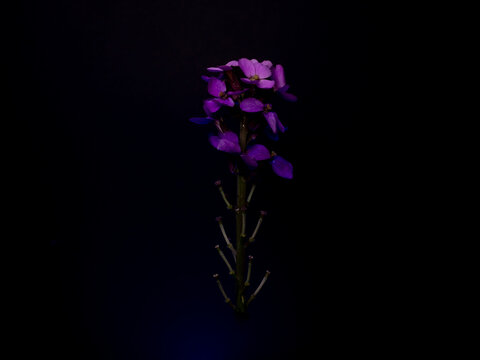 Purple Erysimum scoparium with black background