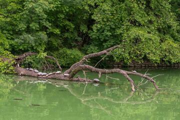 Pond sliders (Trachemys scripta), a specie of semi-aquatic turtle, swimming and resting on a trunk in the pond of the Ducal Park of Parma, Emilia Romagna, Italy
