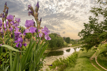 Flowering iris plants with the riverside park of the Parma Stream in spring at sunset, Parma,...