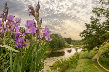 Foto auf Acrylglas Flowering iris plants with the riverside park of the Parma Stream in spring at sunset, Parma, Emilia-Romagna, Italy © Simona Sirio