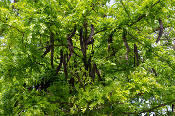 A carob (Ceratonia siliqua), an evergreen tree or shrub of the legume family, Fabaceae, native to...
