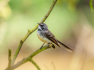 Fantail Left Side