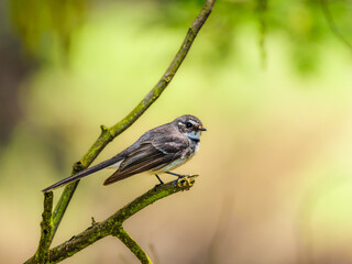 Fantail Side On Head Cocked