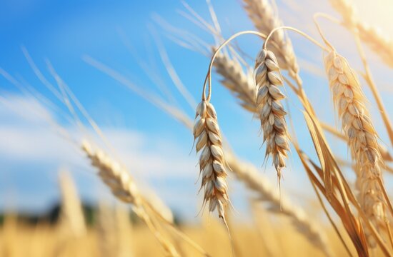 Illustration of ears of wheat, blue sky in the background, agriculture concept. Generative AI