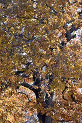Yellow Leaves on Tree