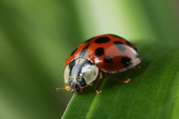 Red ladybug on green leaf against blurred background, macro view