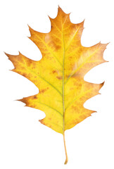 Autumn season. Oak leaf isolated on white