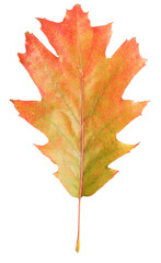 Autumn season. Oak leaf isolated on white