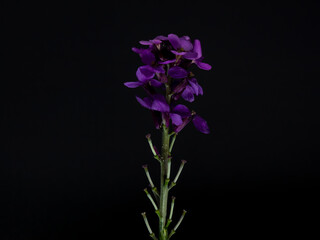 Fototapeta na wymiar Purple Erysimum scoparium with black background