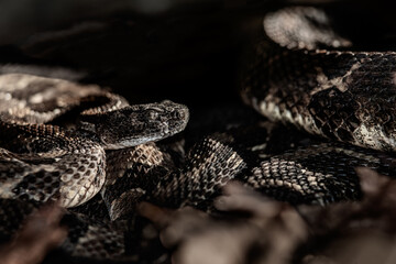 New York timbers rattlesnakes basking on the edge of their overwintering den on a chilly November day - obrazy, fototapety, plakaty