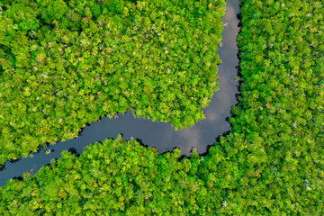 Perpendicular aerial view of a serene amazonian river cutting through untouched rainforest canopy