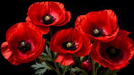 Beautiful red poppies on black background. Remembrance Day, Armistice Day symbol