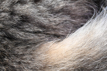 abstract background of gray Persian cat fur. Hair cat. 