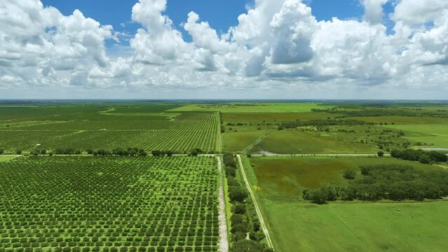 Orange grove in Florida rural farmlands with rows of citrus trees growing on a sunny day