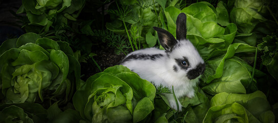 Little rabbit eating salad in the garden