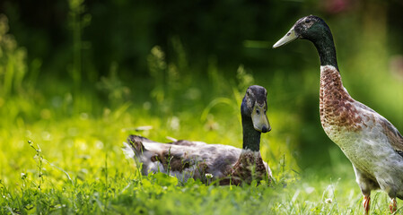 indian runner duck - male