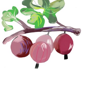 pink berries branch green leaves