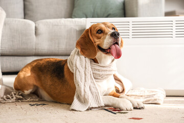 Cute Beagle dog with scarf lying near radiator at home - obrazy, fototapety, plakaty