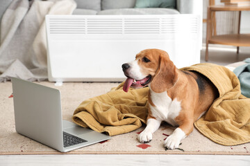 Cute Beagle dog with plaid and laptop near radiator at home