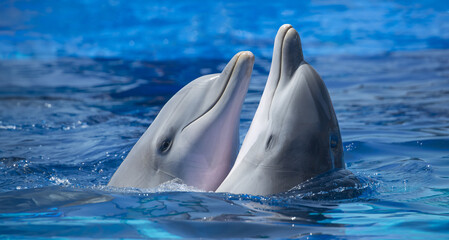 Close-up of a pair of dolphins