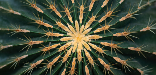 cactus (ferocactus) in the detail select focus, art picture of plant, macro photography of a plant...