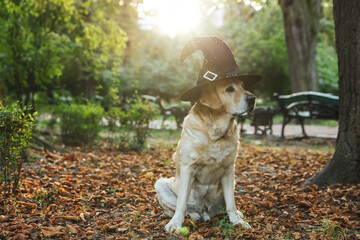 Cute Labrador Retriever dog wearing wizard hat f in autumn park on Halloween