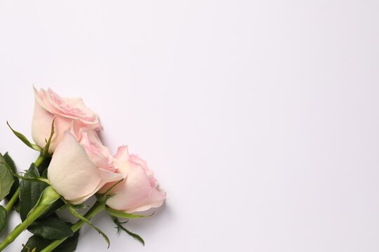 Beautiful roses on white background, top view. Space for text