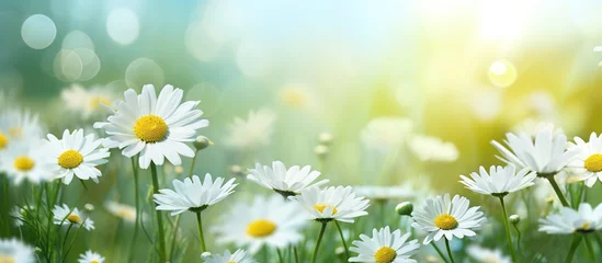 Papier Peint Lavable Herbe Beautiful daisies in the meadow. Nature background.