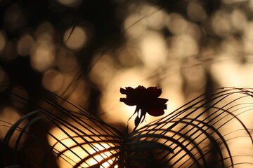 Red Rose during sunset with blur background