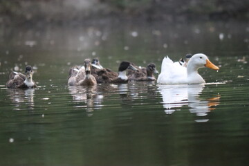 WHITE DUCK LEADING THE OTHER DUCKS IN THE WATER 