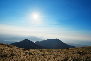 Naklejka premium Chinese silvergrass under blue sky at Yangmingshan National Park, Taipei, Taiwan 