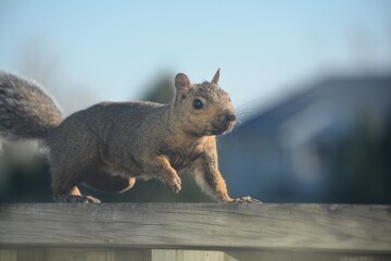 A gray tree squirrel scampers along a deck railing and onto the roof of a house, as it forages for food and prepares for winter. - obrazy, fototapety, plakaty