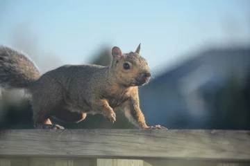 Photo sur Plexiglas Écureuil A gray tree squirrel scampers along a deck railing and onto the roof of a house, as it forages for food and prepares for winter.