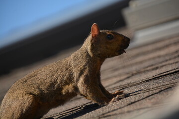 A gray tree squirrel scampers along a deck railing and onto the roof of a house, with a maple key...