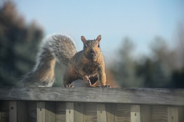 A gray tree squirrel scampers along a deck railing and onto the roof of a house, as it forages for food and prepares for winter. © Mike Hill Photograph