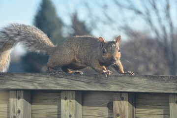 A gray tree squirrel scampers along a deck railing and onto the roof of a house, as it forages for...