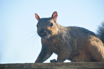 A gray tree squirrel scampers along a deck railing and onto the roof of a house, as it forages for...