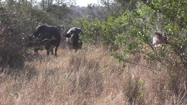 A lioness recognizes she's outnumbered and flees from a herd of african buffalo