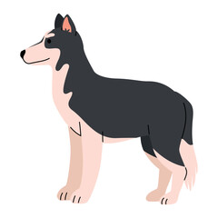 dog siberian husky
