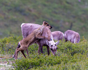 Fototapeta premium Caribou calf hugging its mother