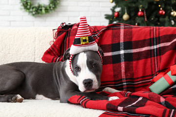 Cute Staffordshire Terrier puppy in Santa hat lying at home on Christmas eve