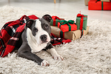 Cute Staffordshire Terrier puppy with Christmas gifts at home