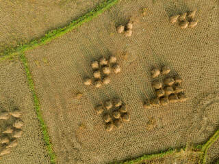 Rice field during harvesting season in Trung Khanh, Cao Bang province, Vietnam
