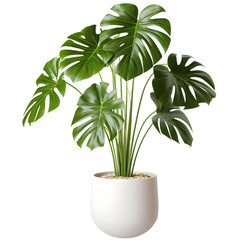 Monstera Plants in modern pot or vase isolated on transparent background.