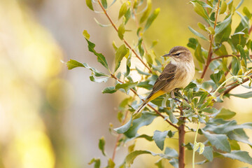 Palm warbler (Setophaga palmarum) in a tree in southwest Florida