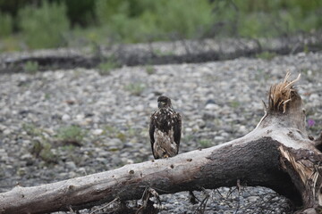 Juvenile Bald Eagle perched by on a River bank in Alaska
