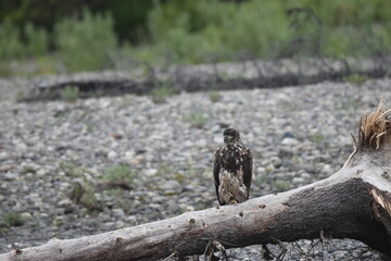 Juvenile Bald Eagle perched by on a River bank in Alaska
